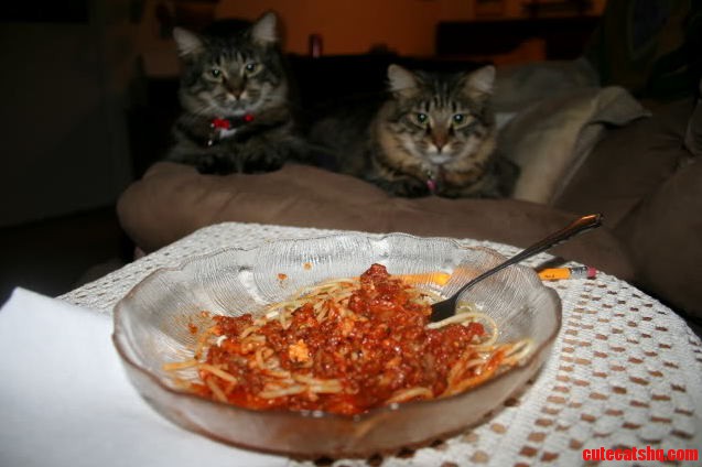 Mama Papa Waiting Patiently for the Leftovers They Will Never Receive.