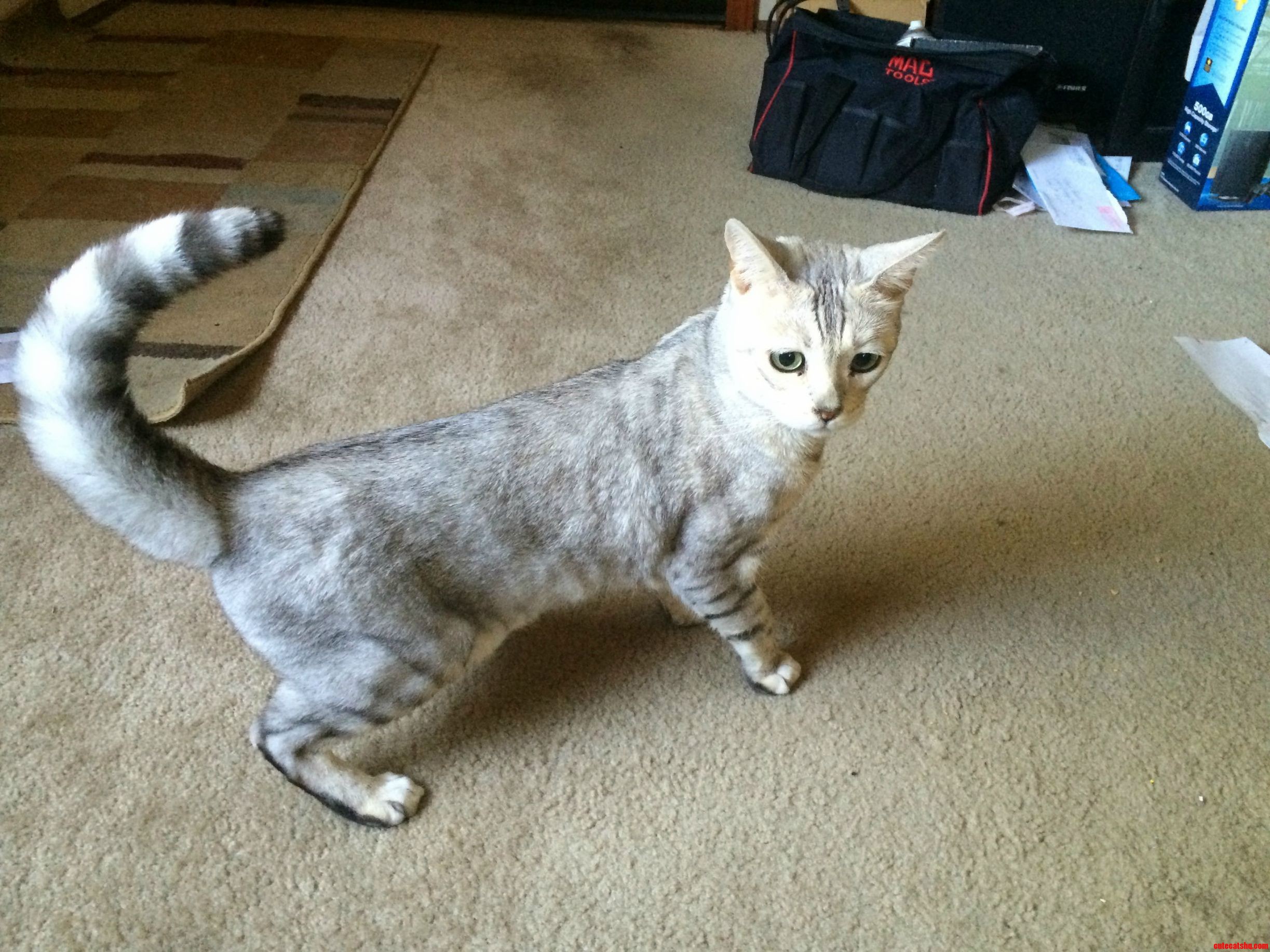 Maps the Silver Bengal in Fight Mode