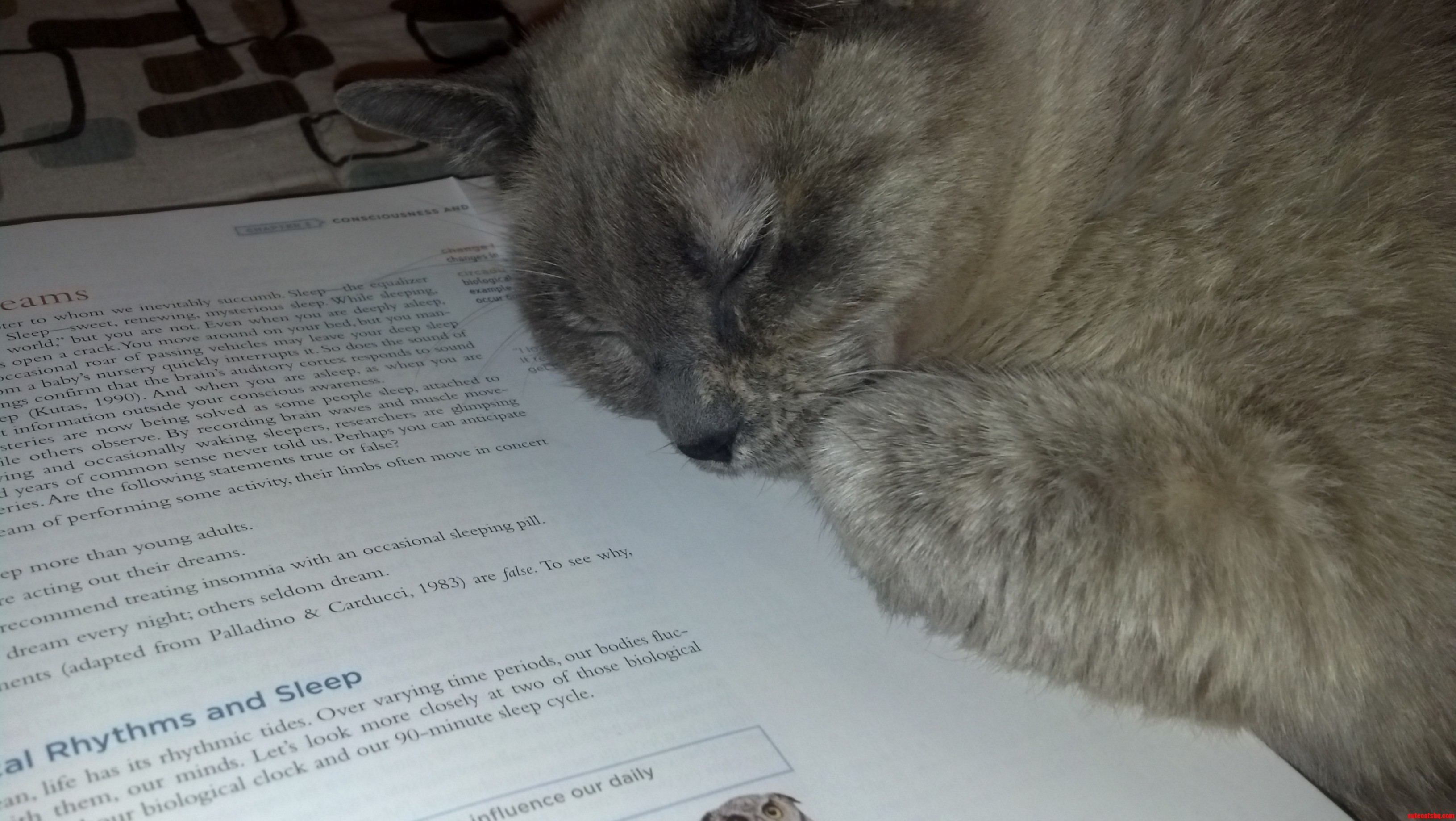 Marbles Helping Me Study 3