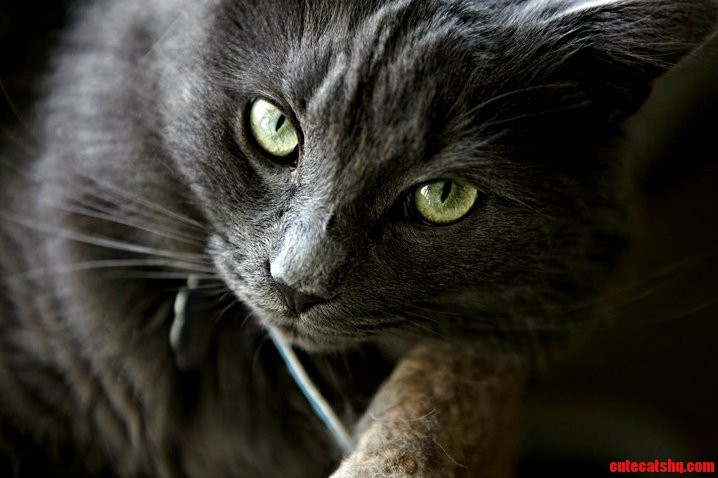Martini- Whenever I Pull Out the Camera He Goes Into Model Mode.