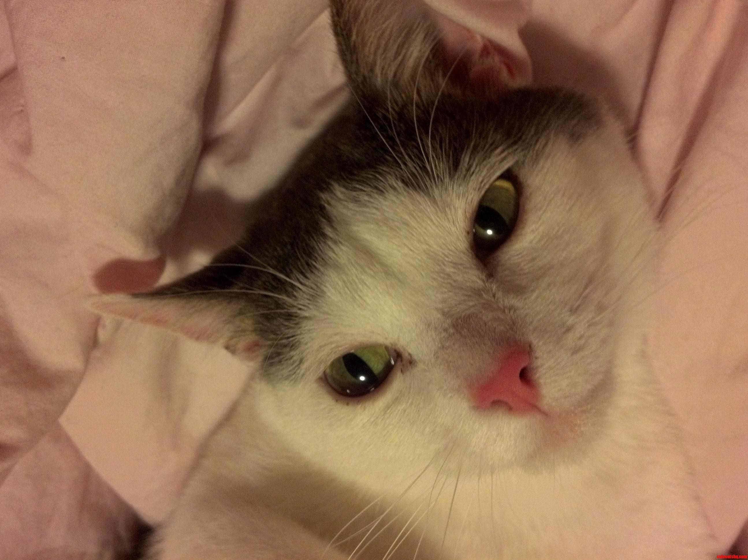 Max Kitties I Miss Someone Face.