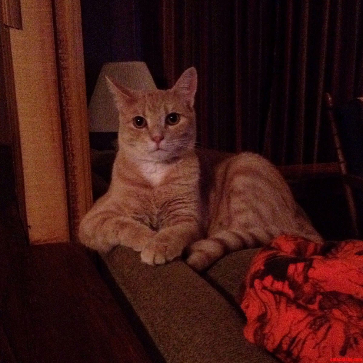 May I Introduce You to Scotty the Most Interesting Cat in the World