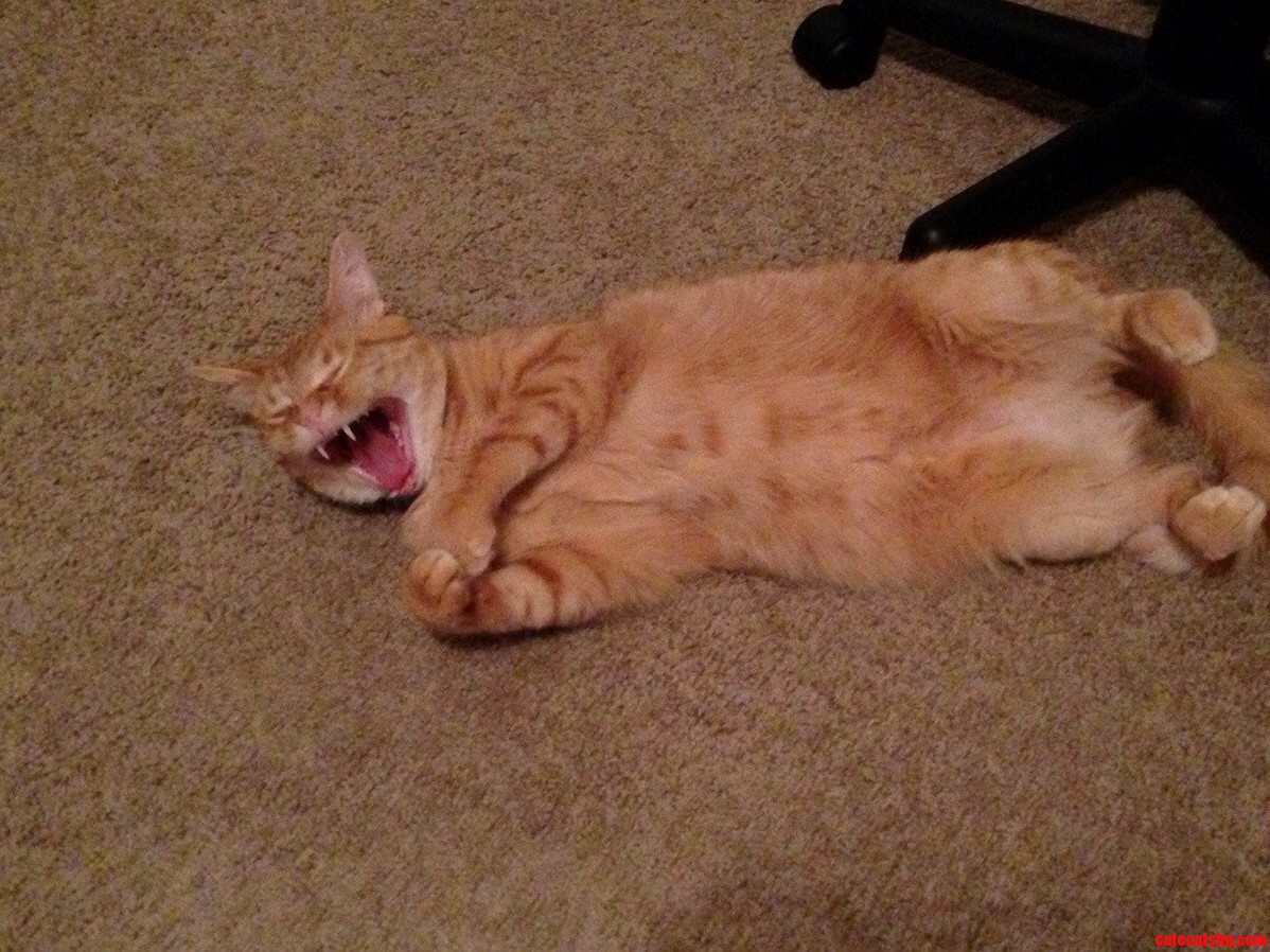 Maybe I Should Have Named Him Freddie Mercury...