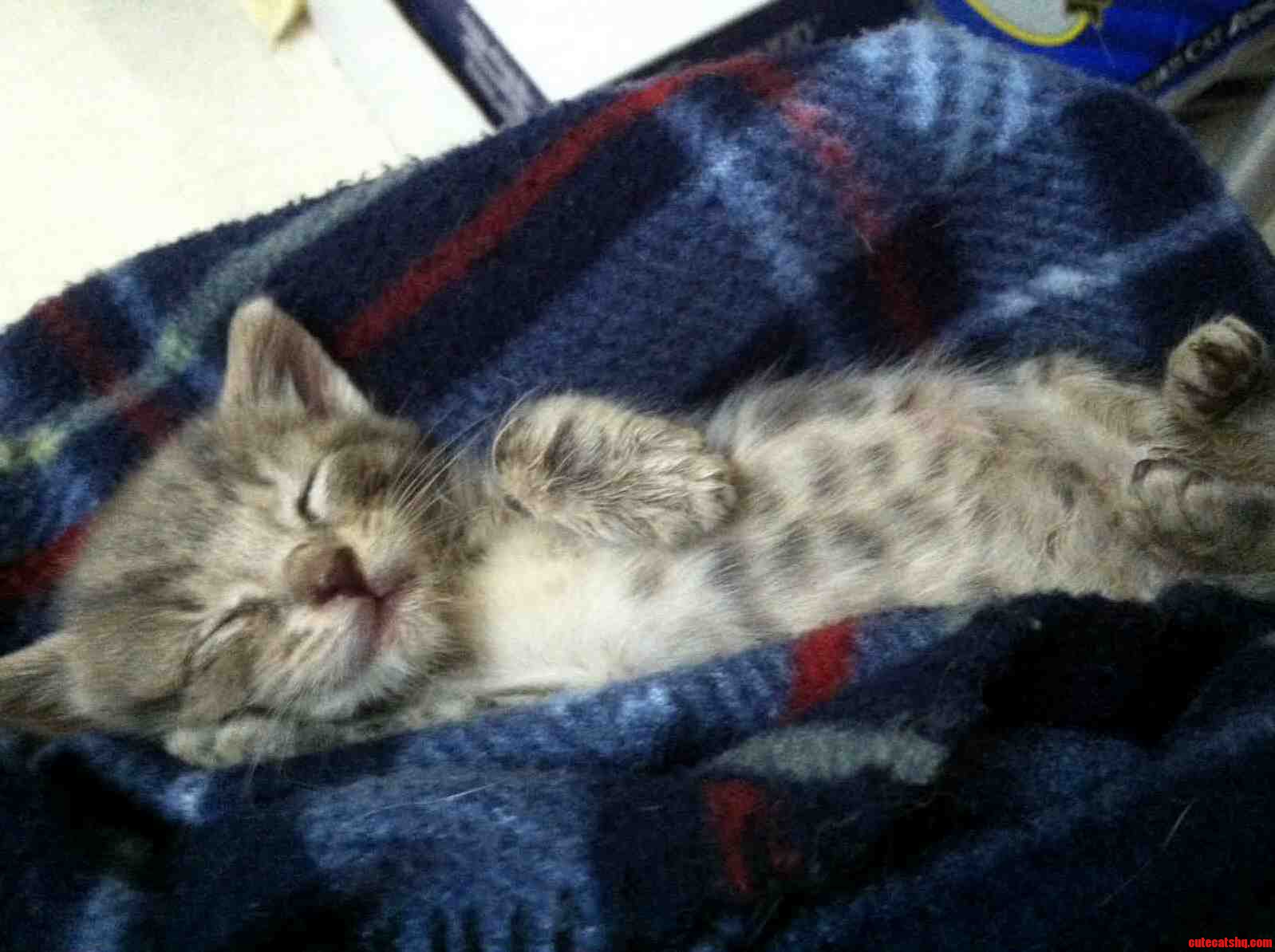 Meet 4-week-old Sweetling