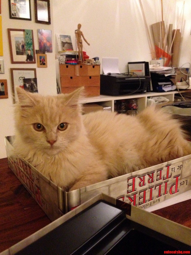 Meet Alaska from Belgium