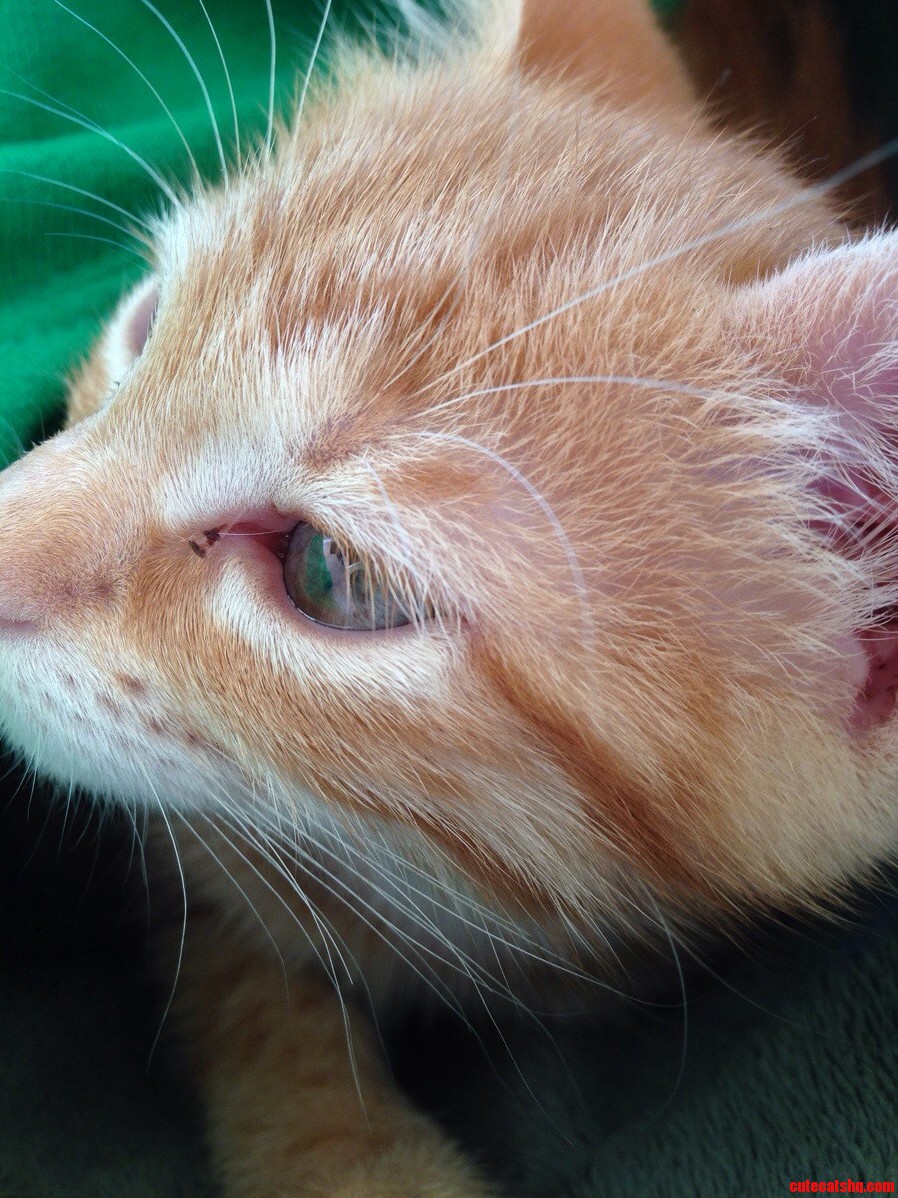 Meet Austin