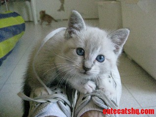 Meet Baby Lunkage- He Has a Thing for Shoelaces Story in Comments