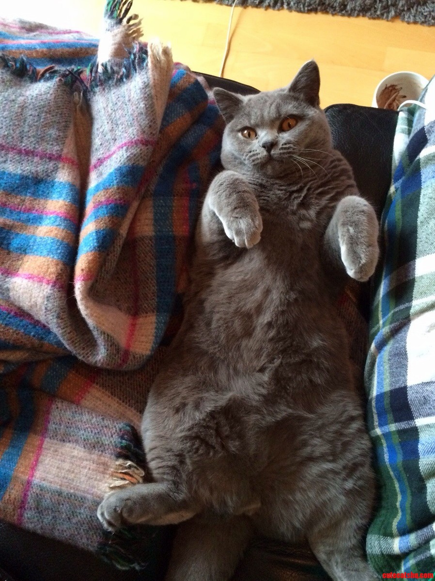 Meet Bertie. Watching Me Watching Tv