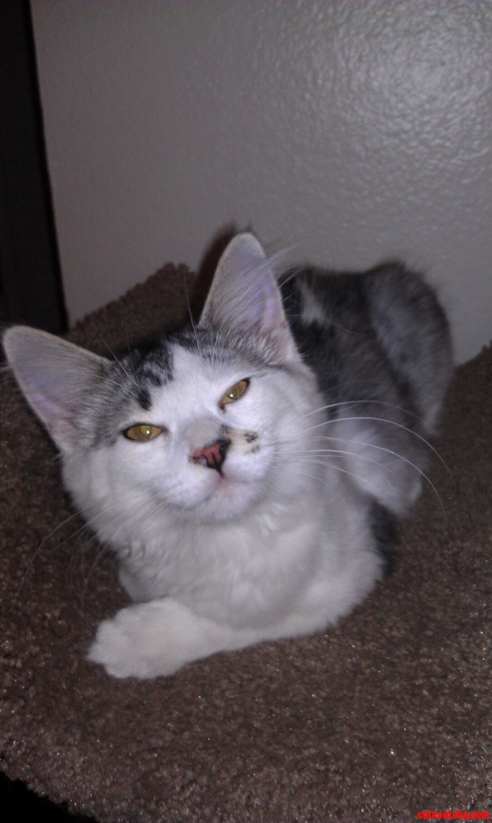 Meet Bida
