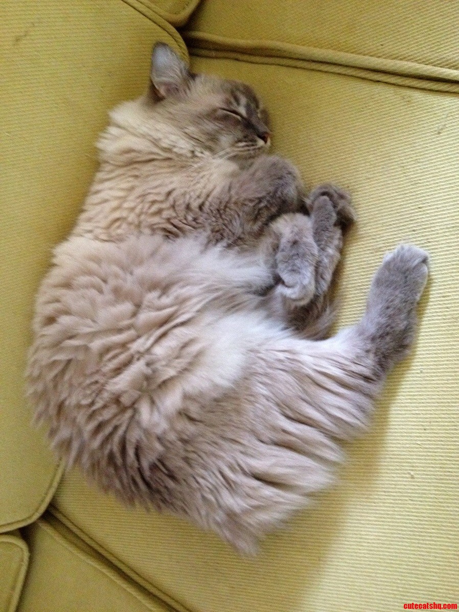 Meet Boo