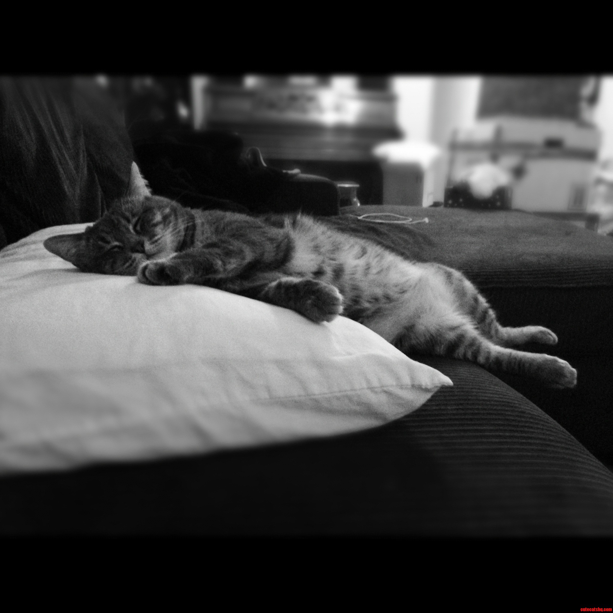Meet Bootsie