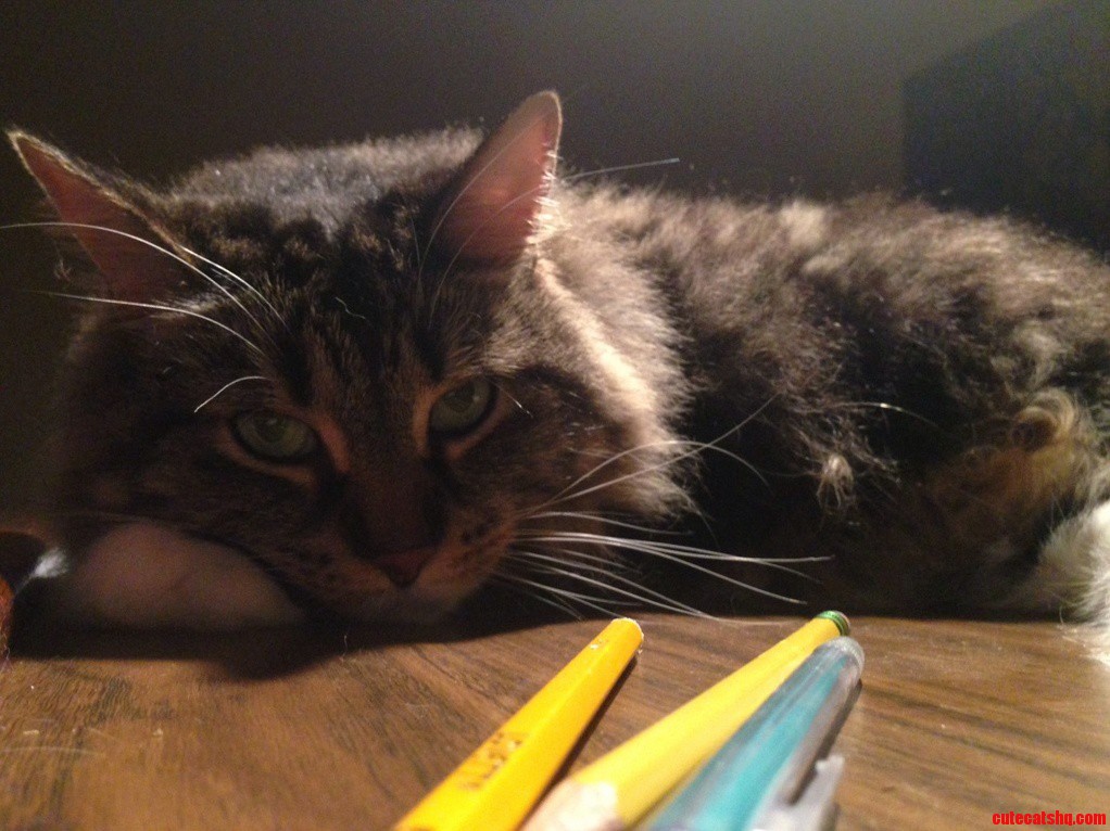 Meet Chester Hes a Snob but I Love Him