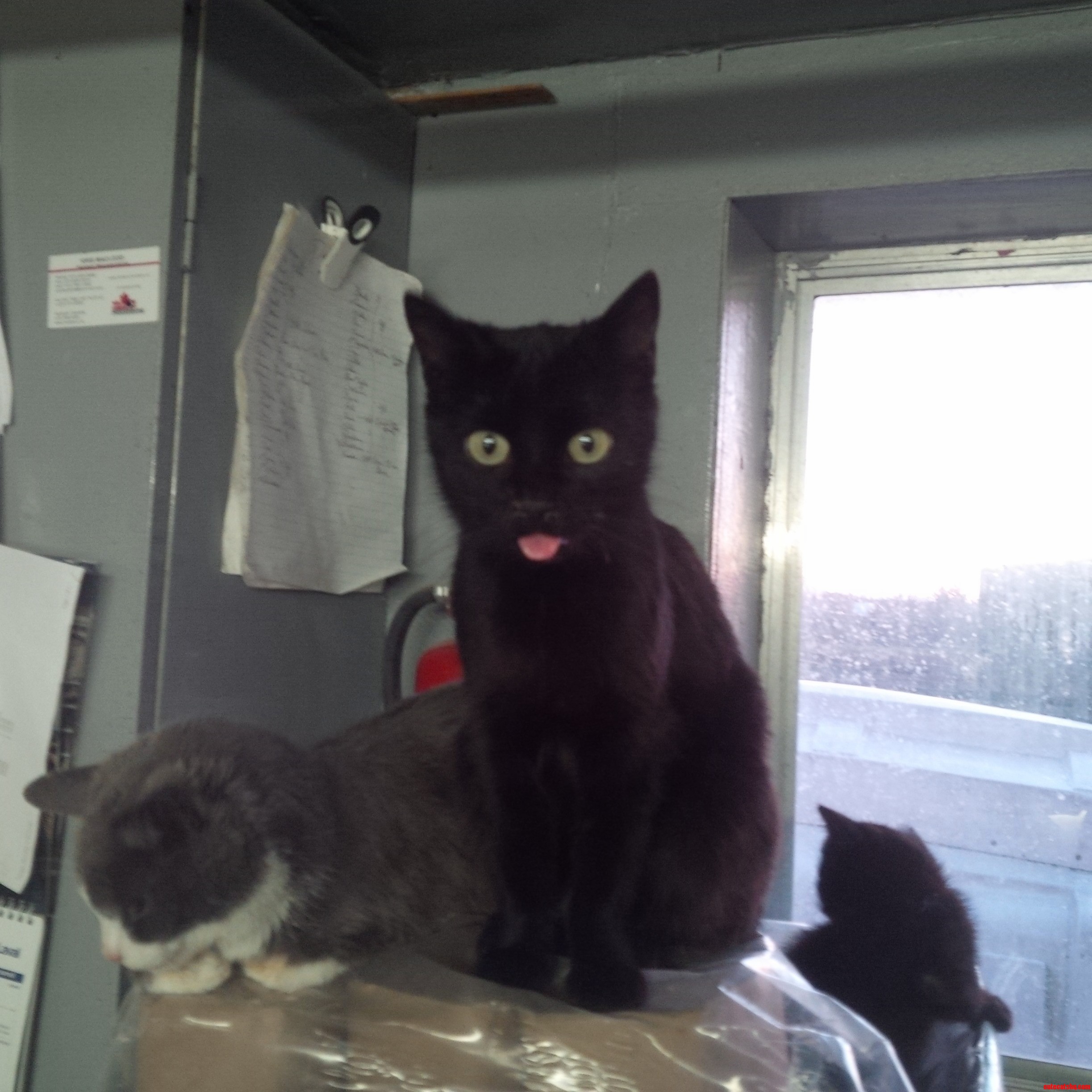 Meet Chicken the Barn Cat.