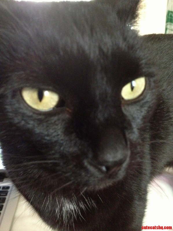 Meet Damien - Le Chat Noir