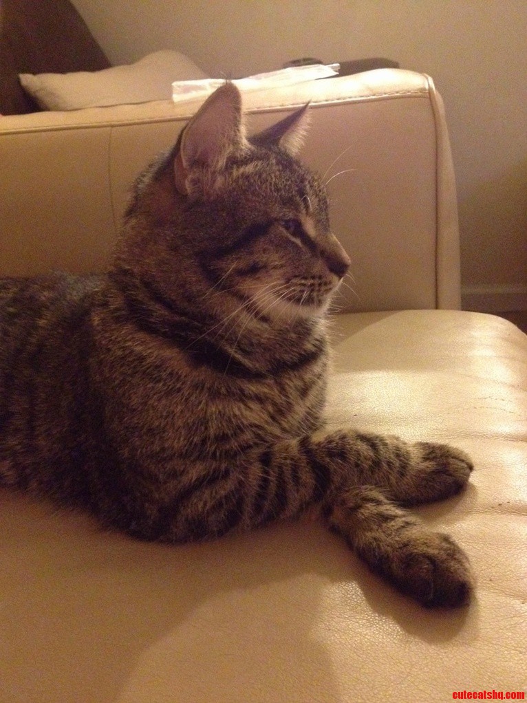 Meet Elvis.