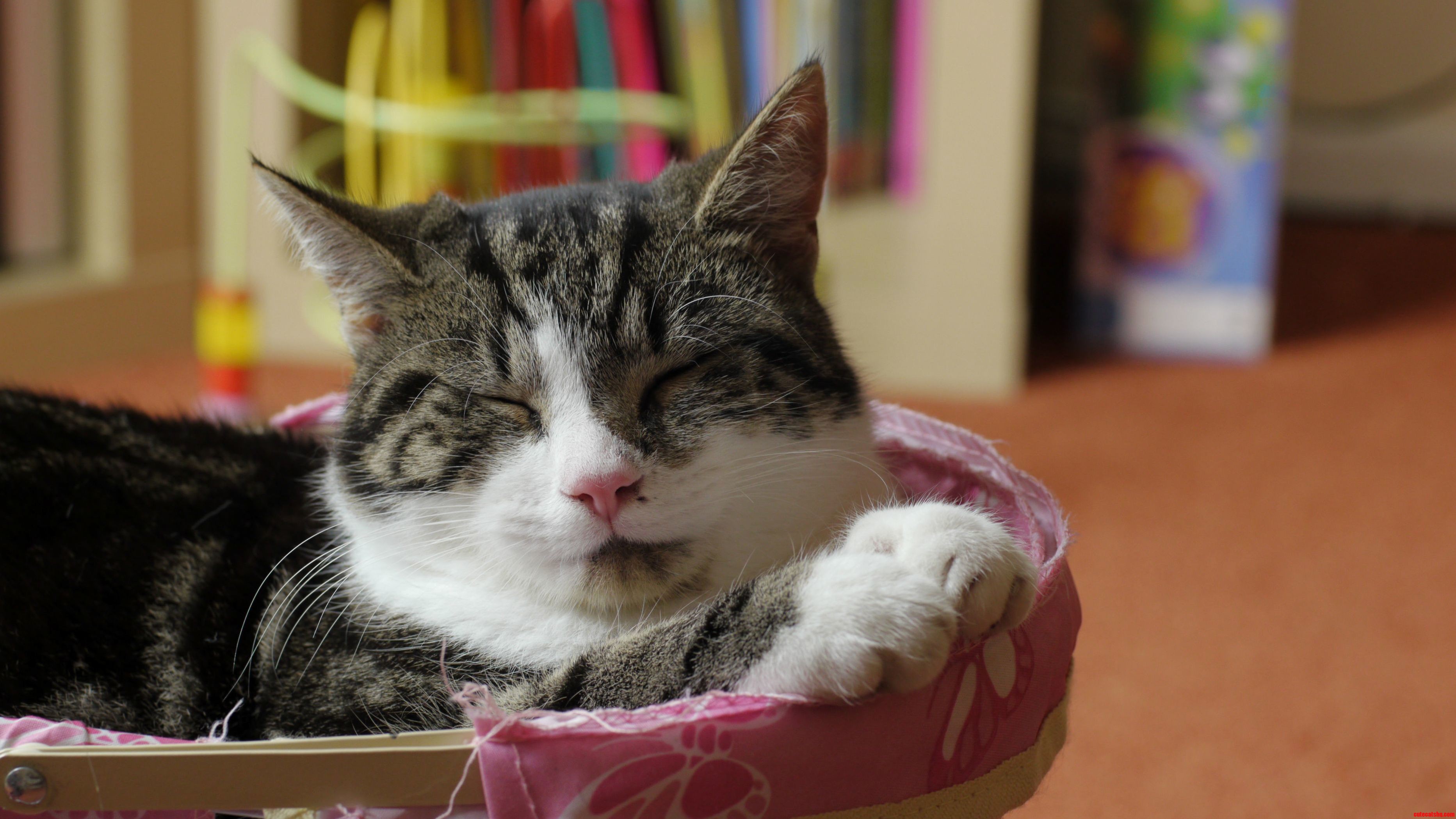 Meet Hendrix Chillin in His Crib.