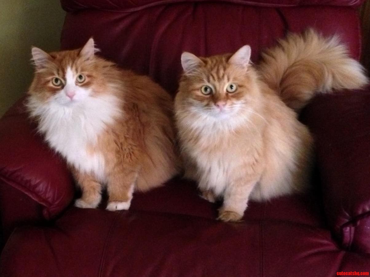 Meet Ivan and Paws