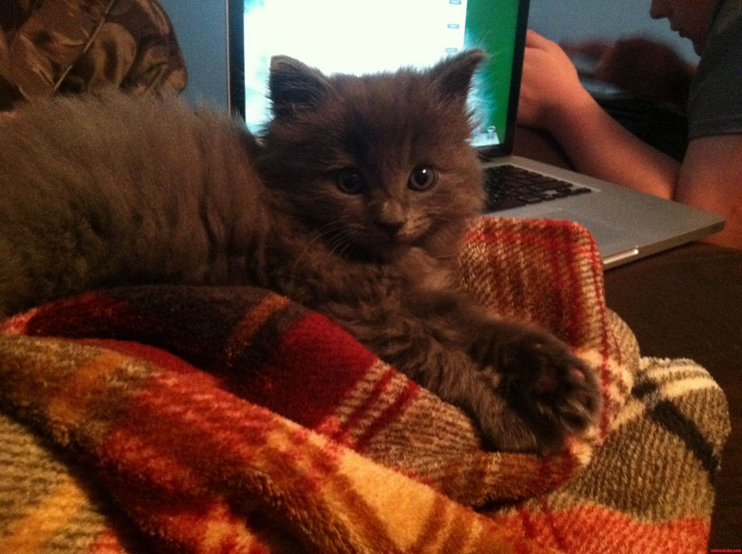 Meet J. Catsby