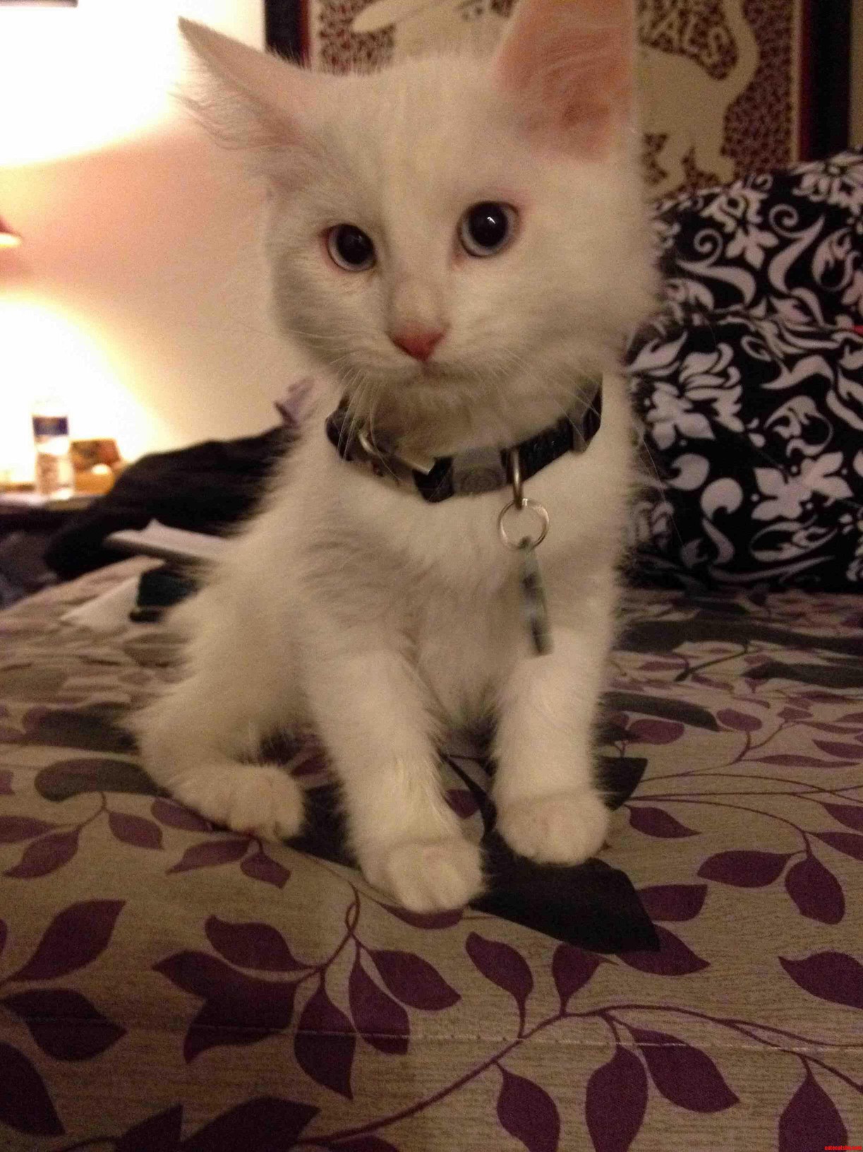 Meet Jambi the 10 Week Old Turkish Van Kitten