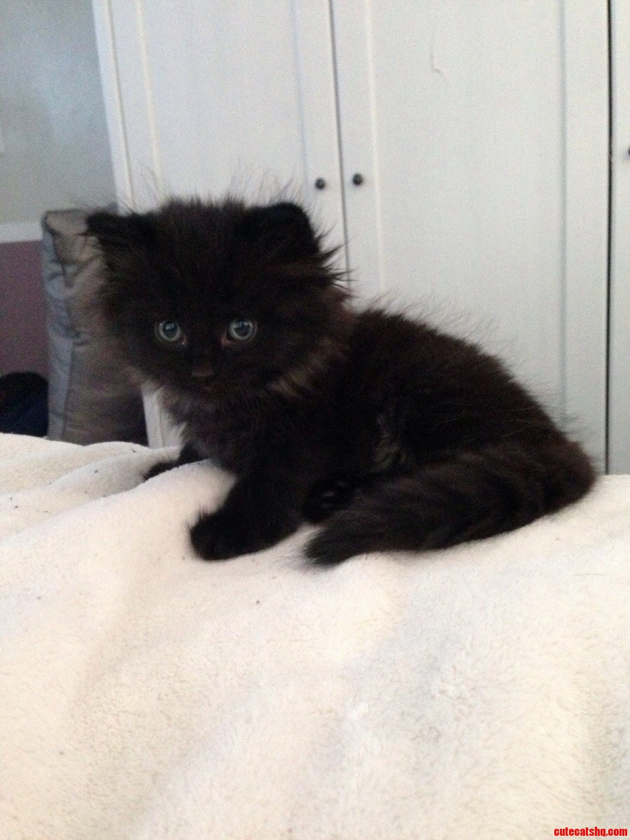 Meet Khaleesi