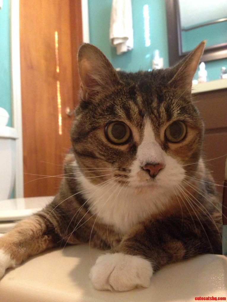 Meet Kiki. Saved from a Dumpster Shes 12 Now.