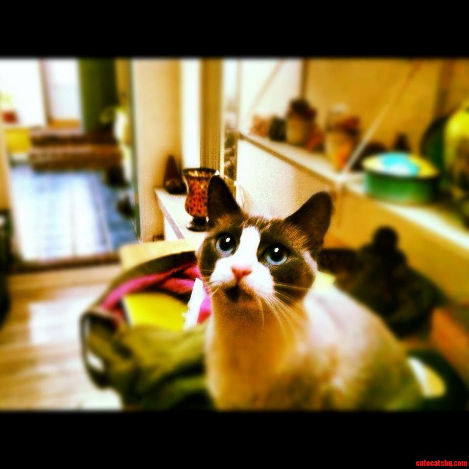 Meet Killer Bee. She Steals Sushi and Hearts.