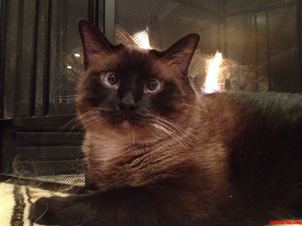 Meet Mateo.