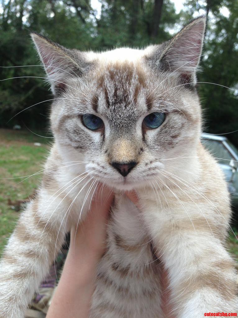 Meet Maxwell My Cross-eyed Bad Ass. He Can Catch Birds Mid-flight