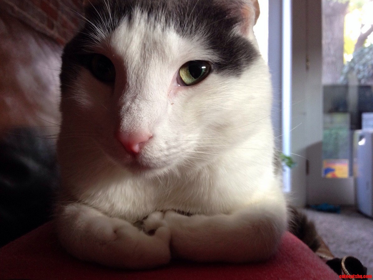 Meet Moe