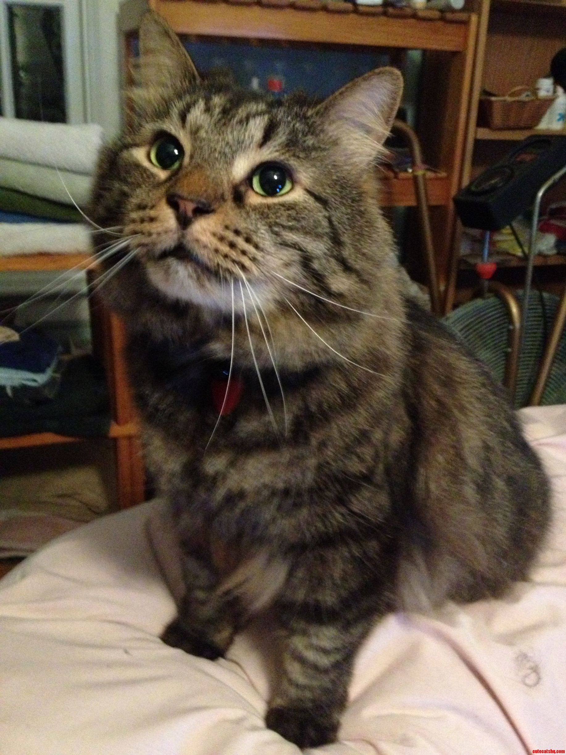 Meet Motor Mcphluffypants My Photogenic Yet Challenged Kitty