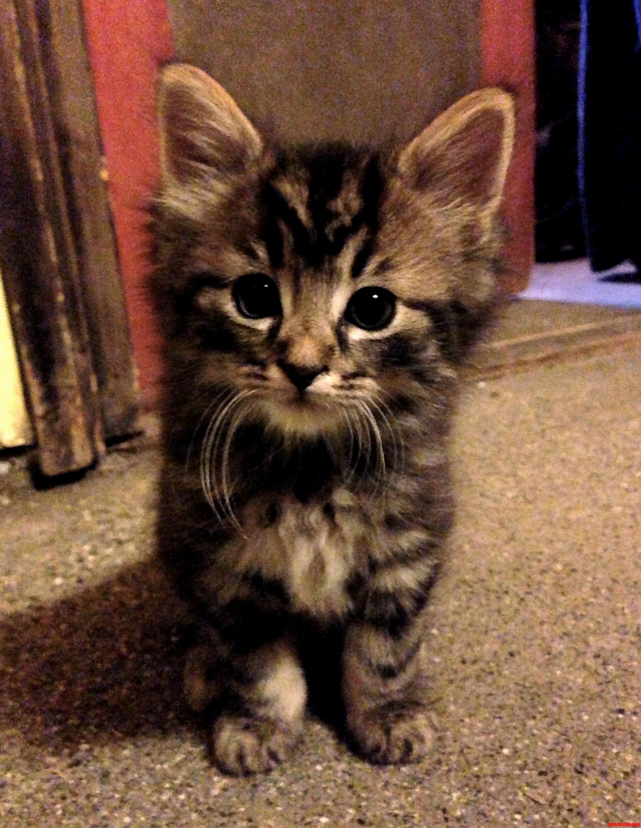 Meet My Adorable 6 Weeks Old Kitty Kirby.