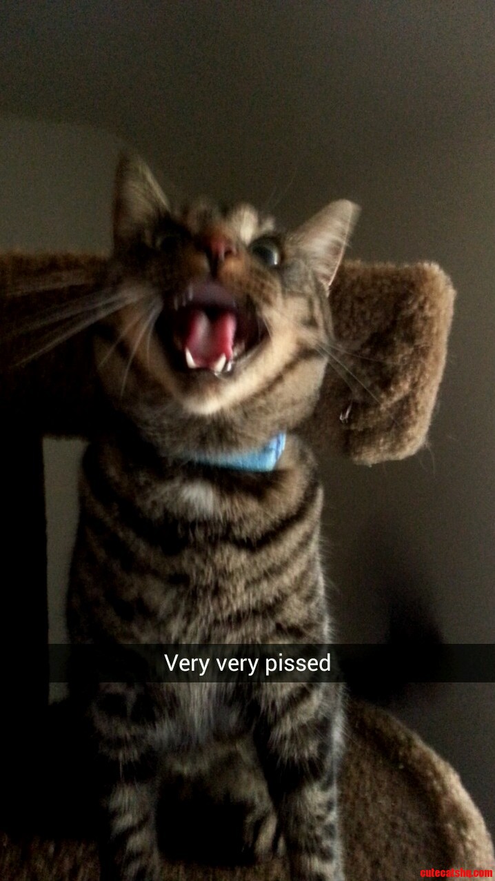 Meet My Cat Alfonzo
