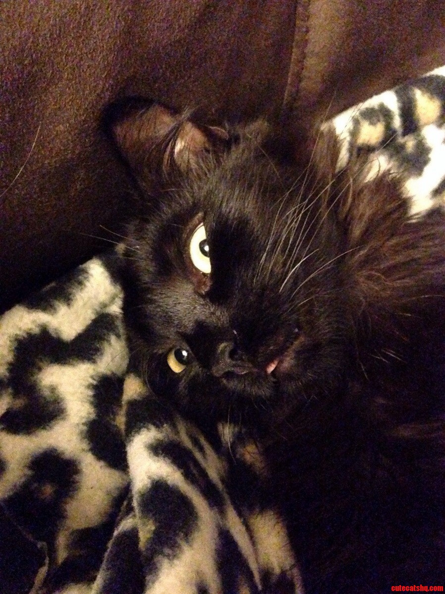 Meet My Cat. His Name Is Thor.