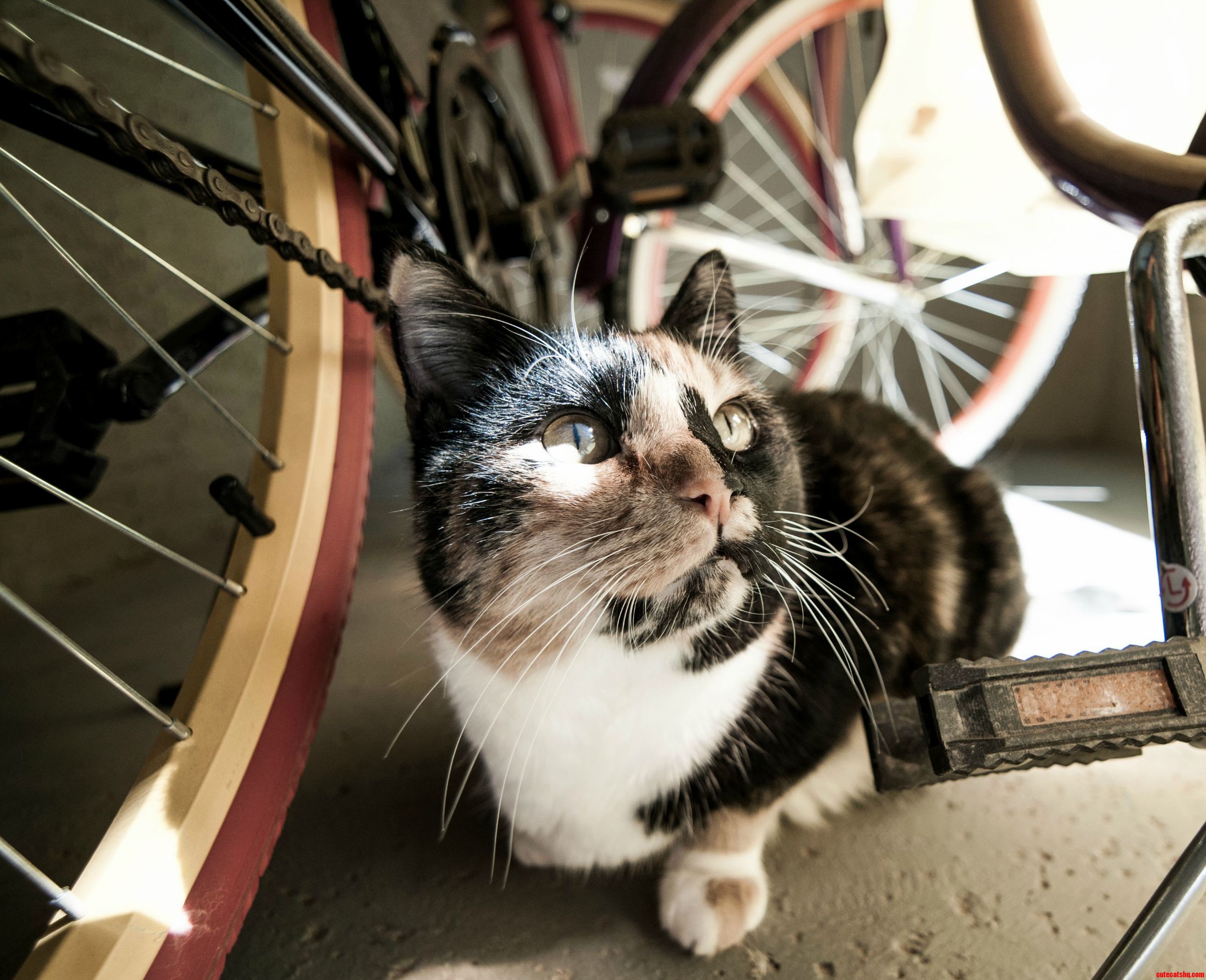 Meet My Cat...exploring and Thinking Shes Guarding Our Patio.