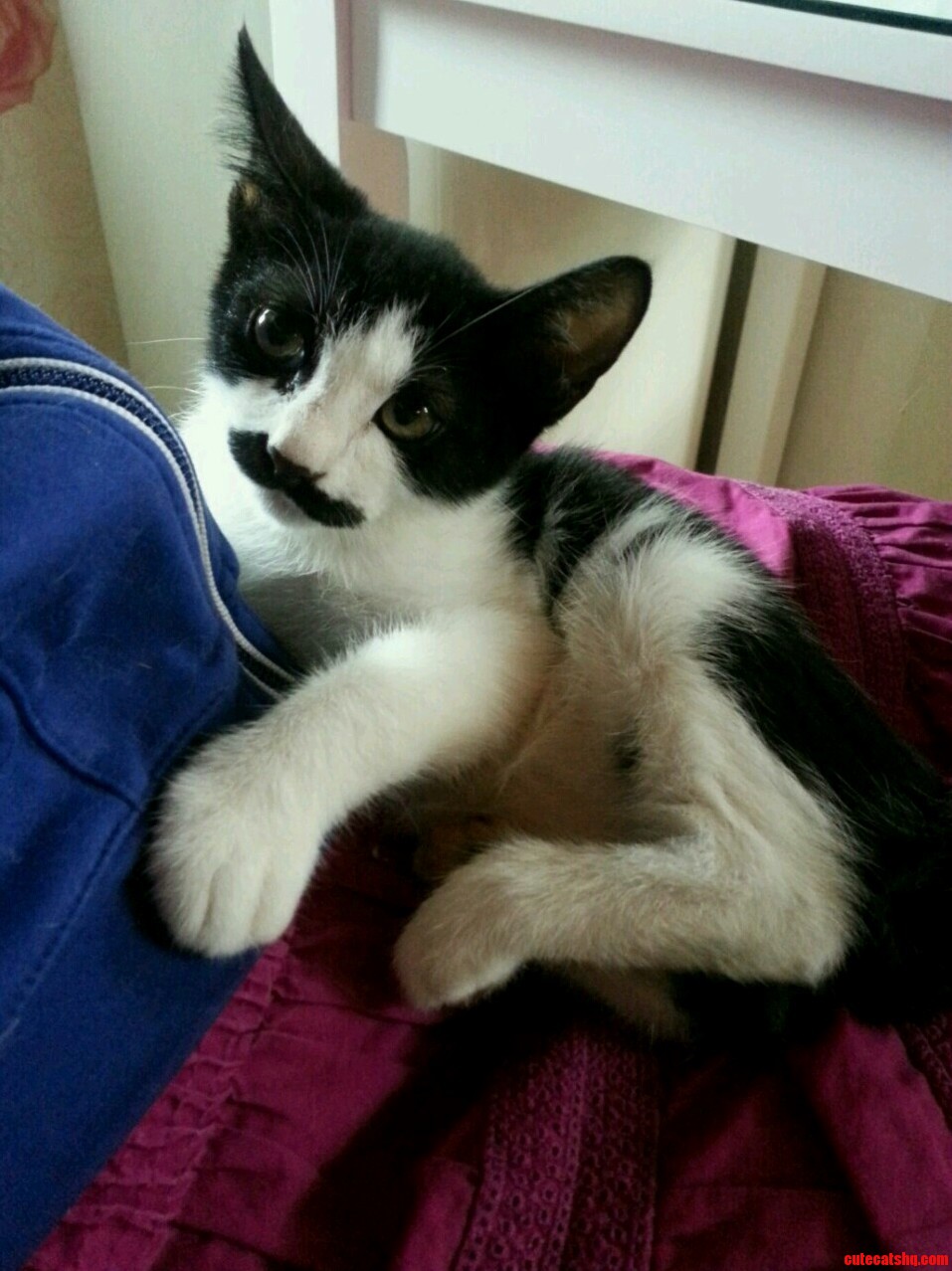 Meet My Distinguished Cat Chap