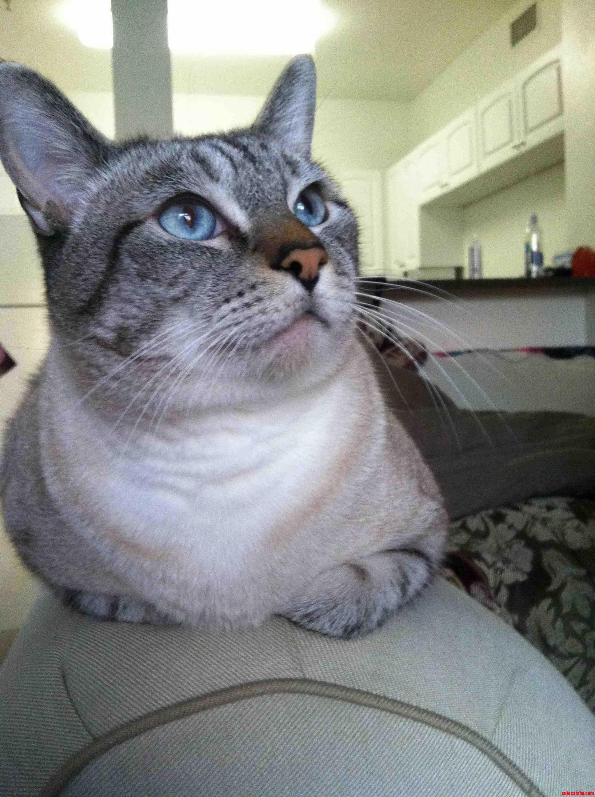 Meet My Handsome Cat Ninja