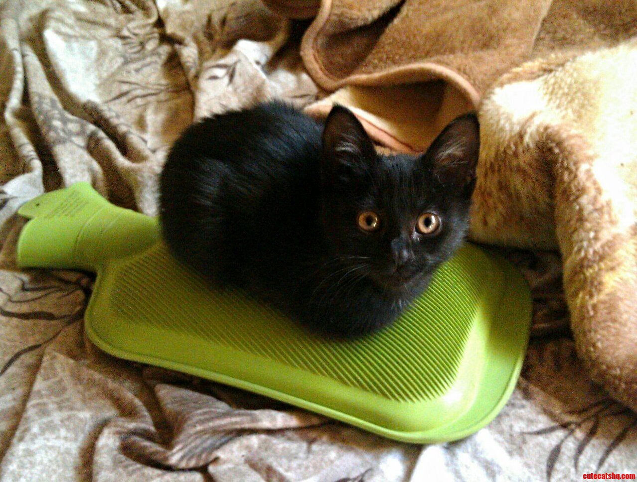 Meet My Little African Kitty. Her Name Is Motse Sesotho for Village