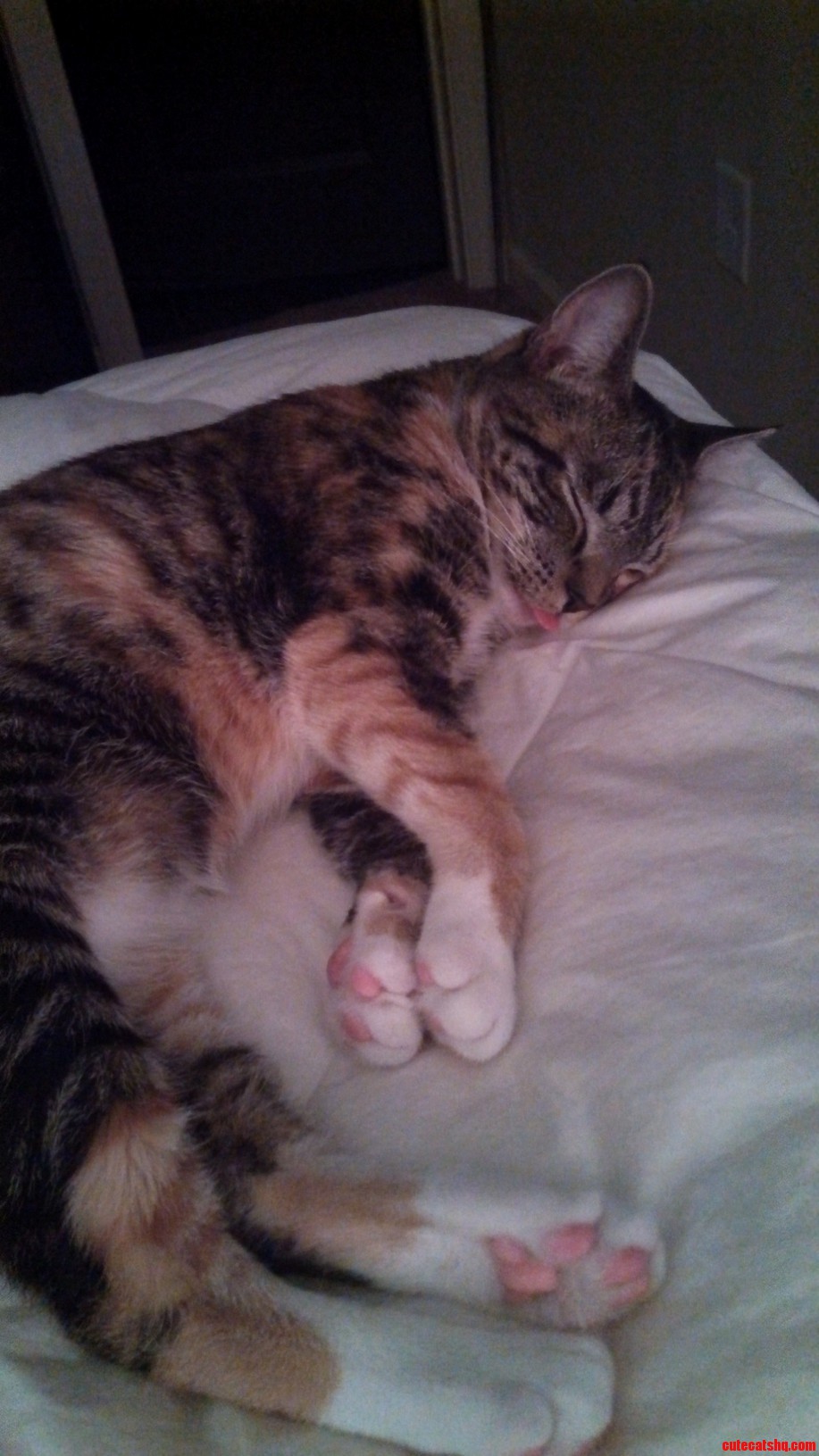 Meet Ophelia My Tailless Cat Who Naps with Her Tongue Out...