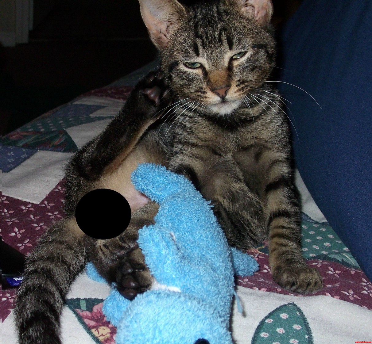 Meet Peter He Likes to Seduce Me Into Cuddles.