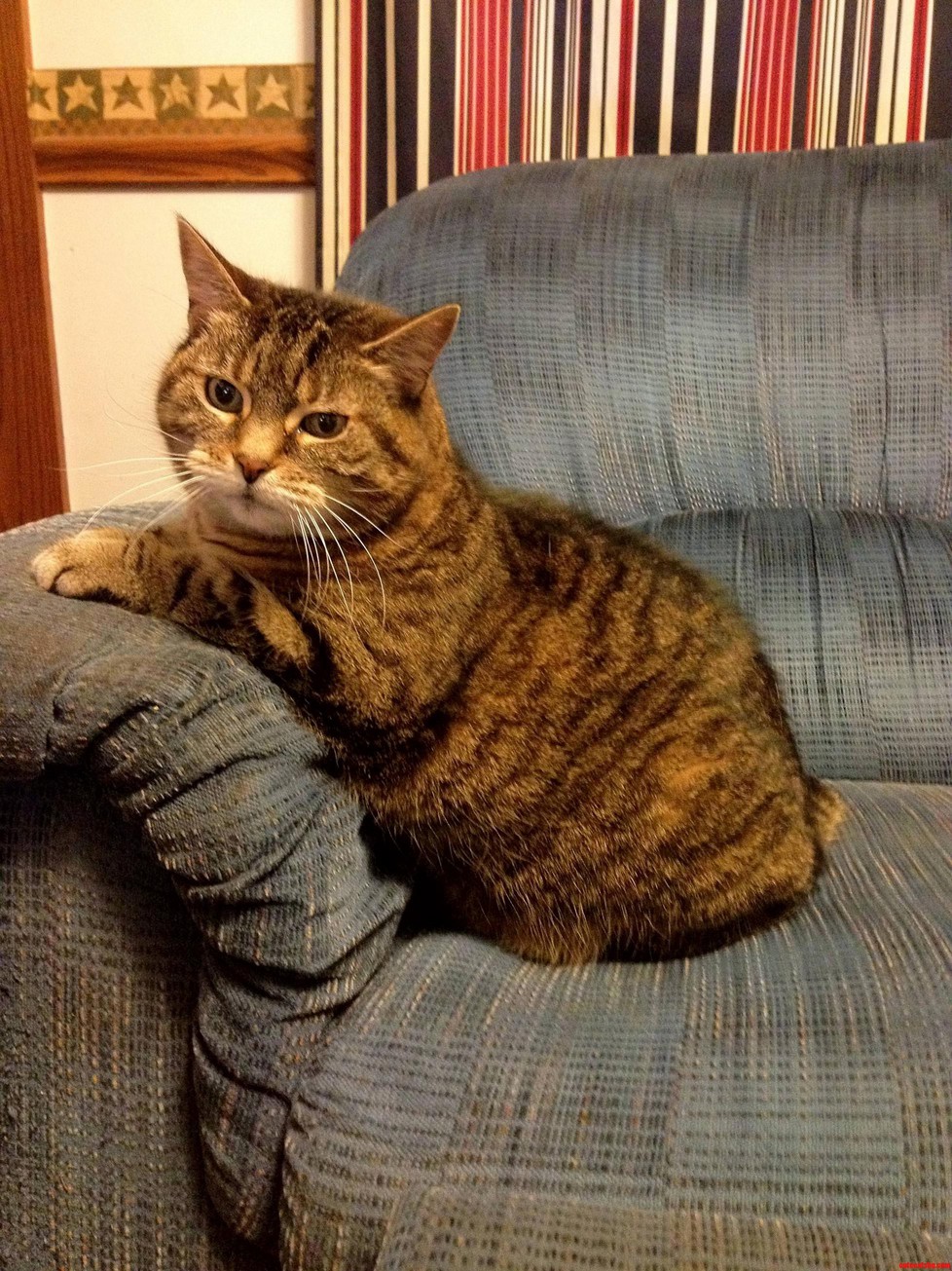 Meet Pickles My 13yo Tabby