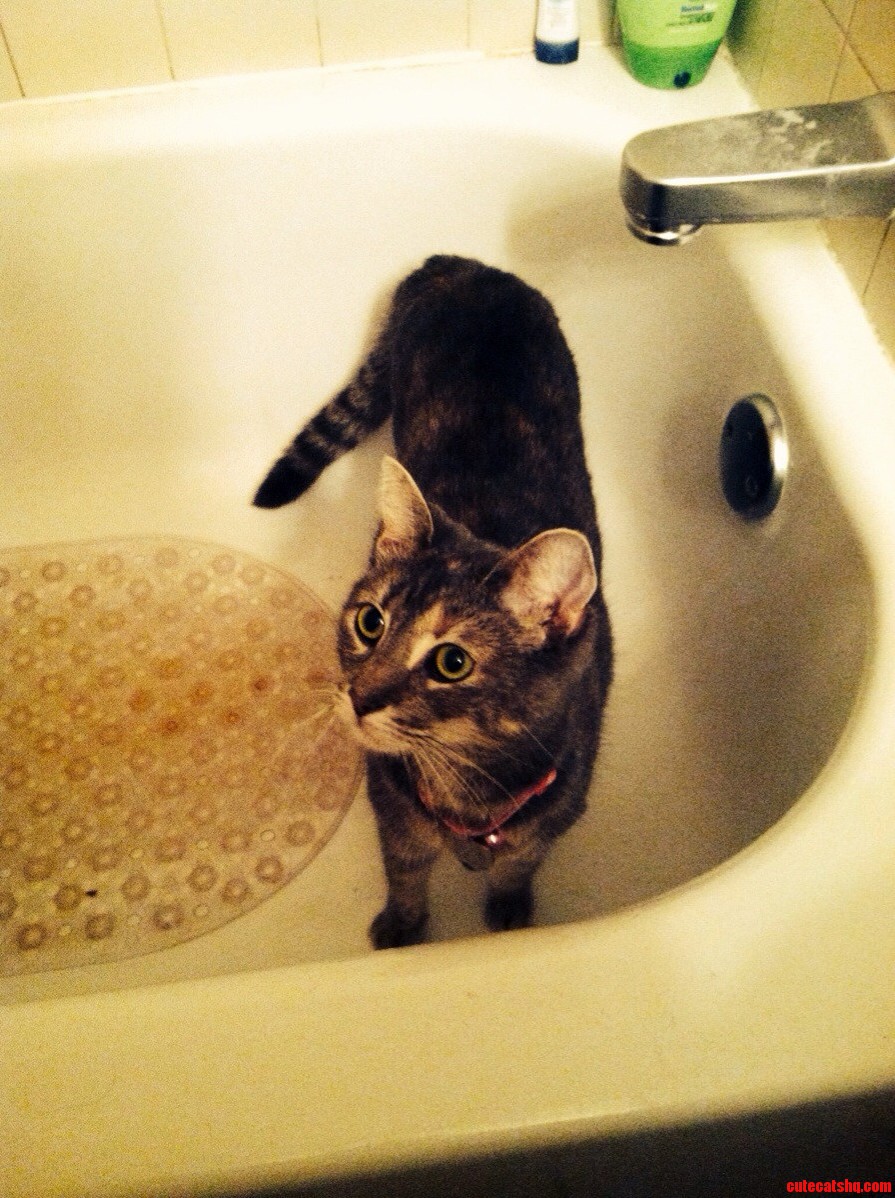 Meet Prima