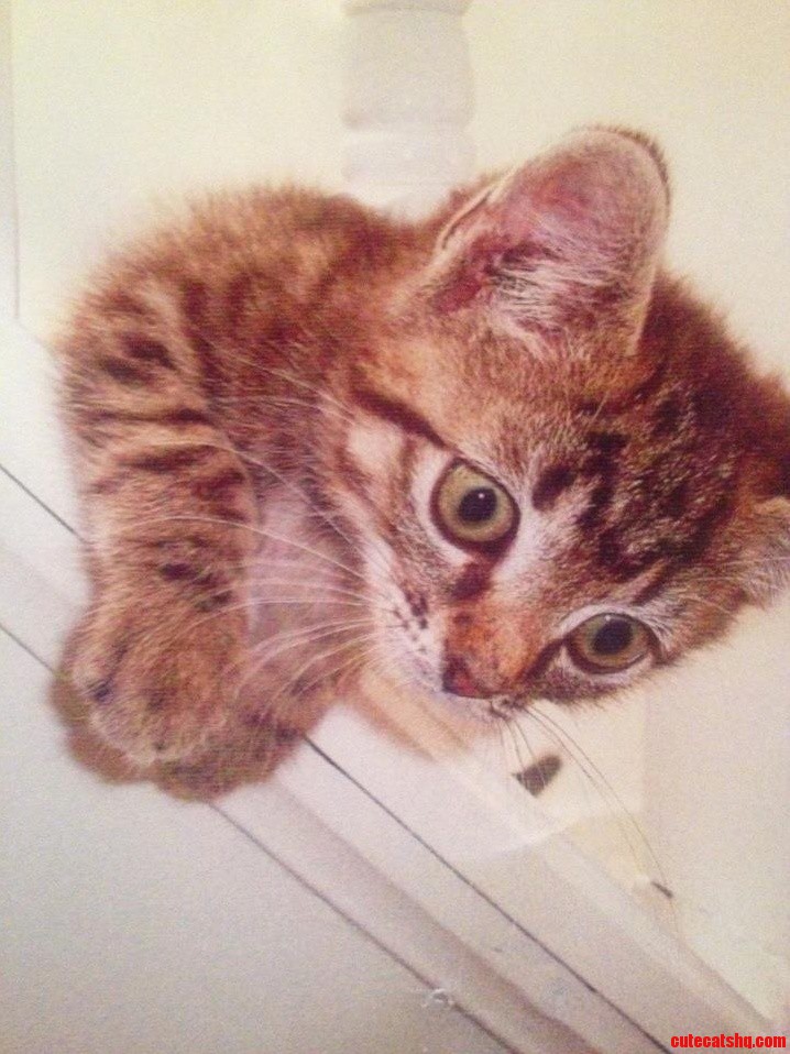 Meet Professor Robert Catface Von Hubenstock