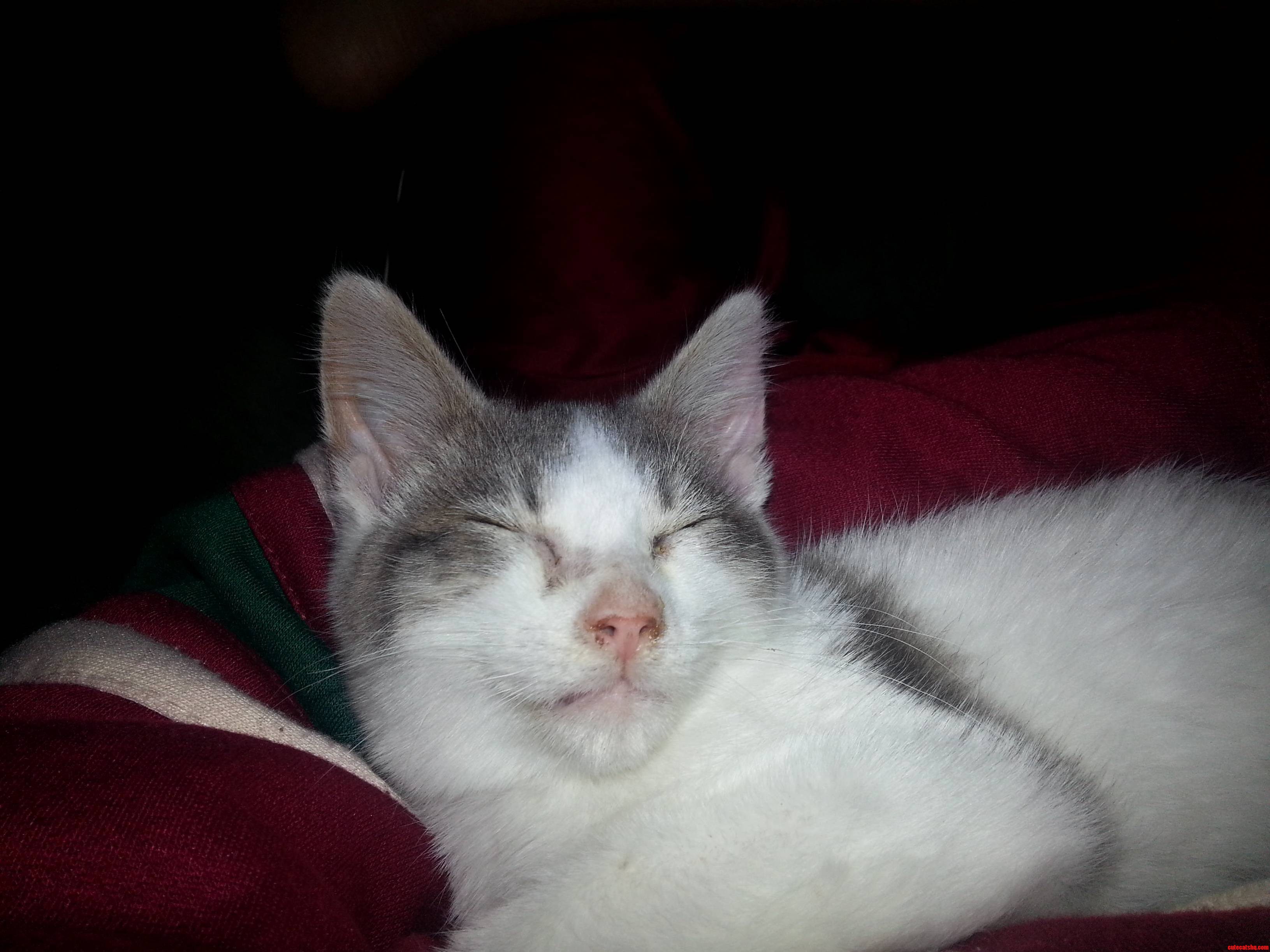 Meet Rudolph.
