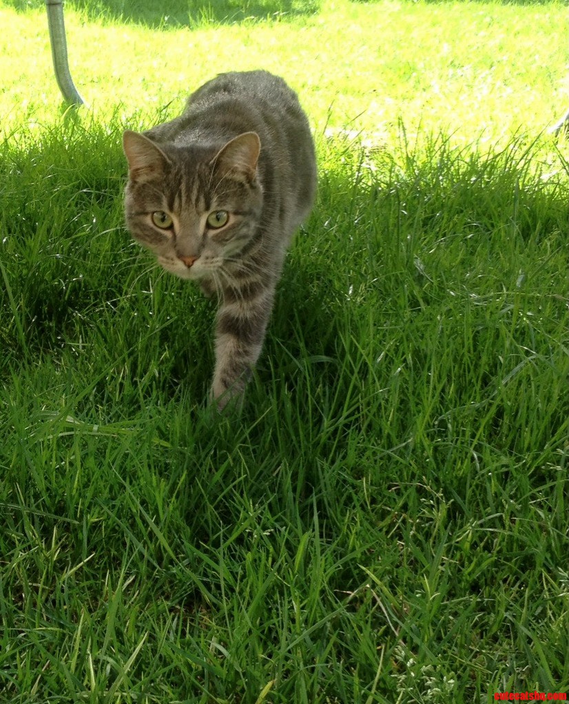 Meet Sarj