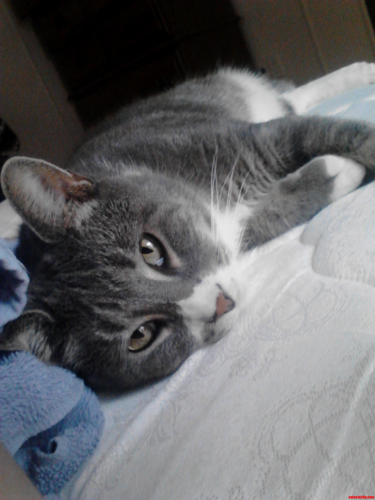 Meet Smokey