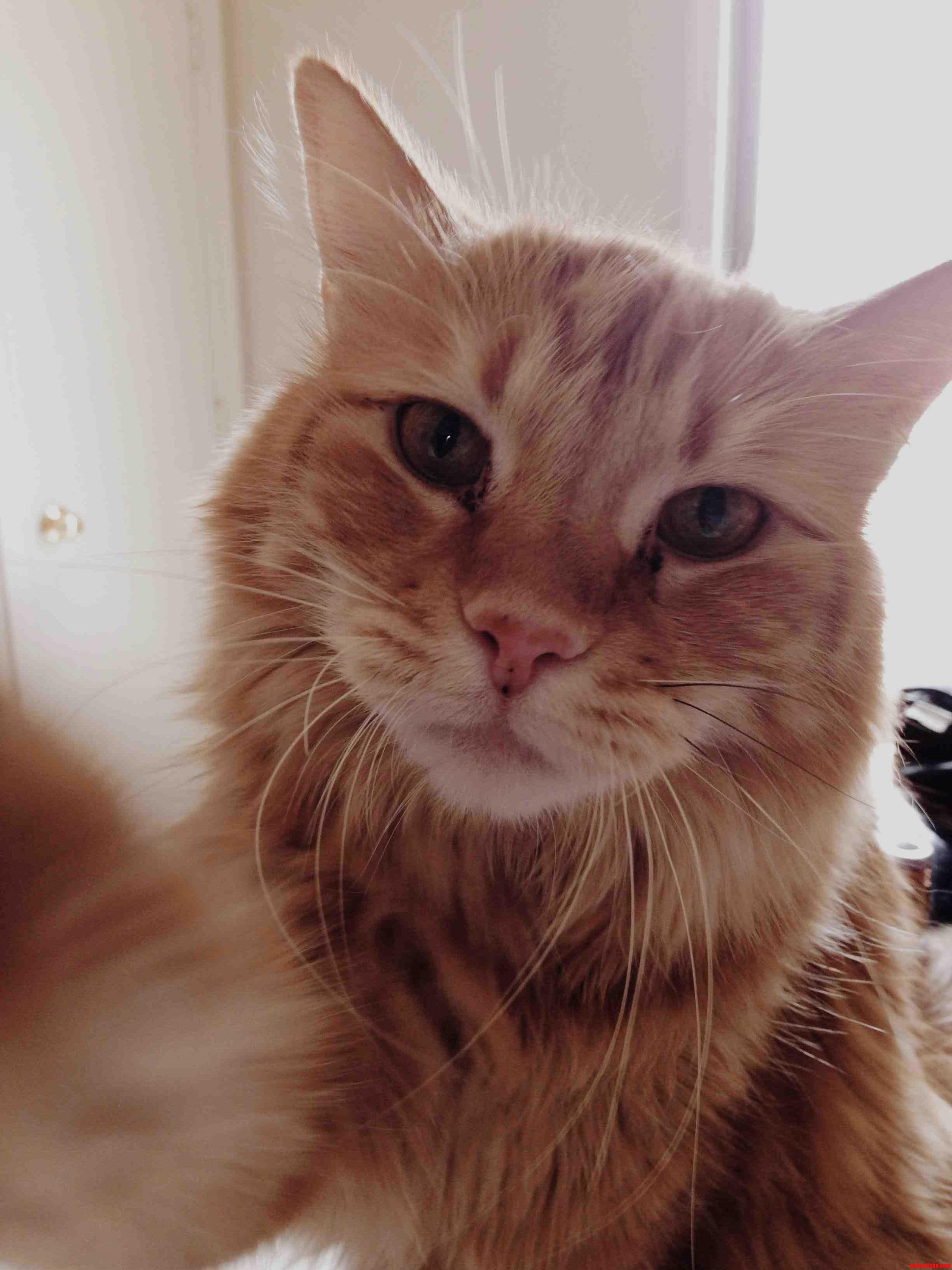 Meet Soco. He Likes Causing Trouble.