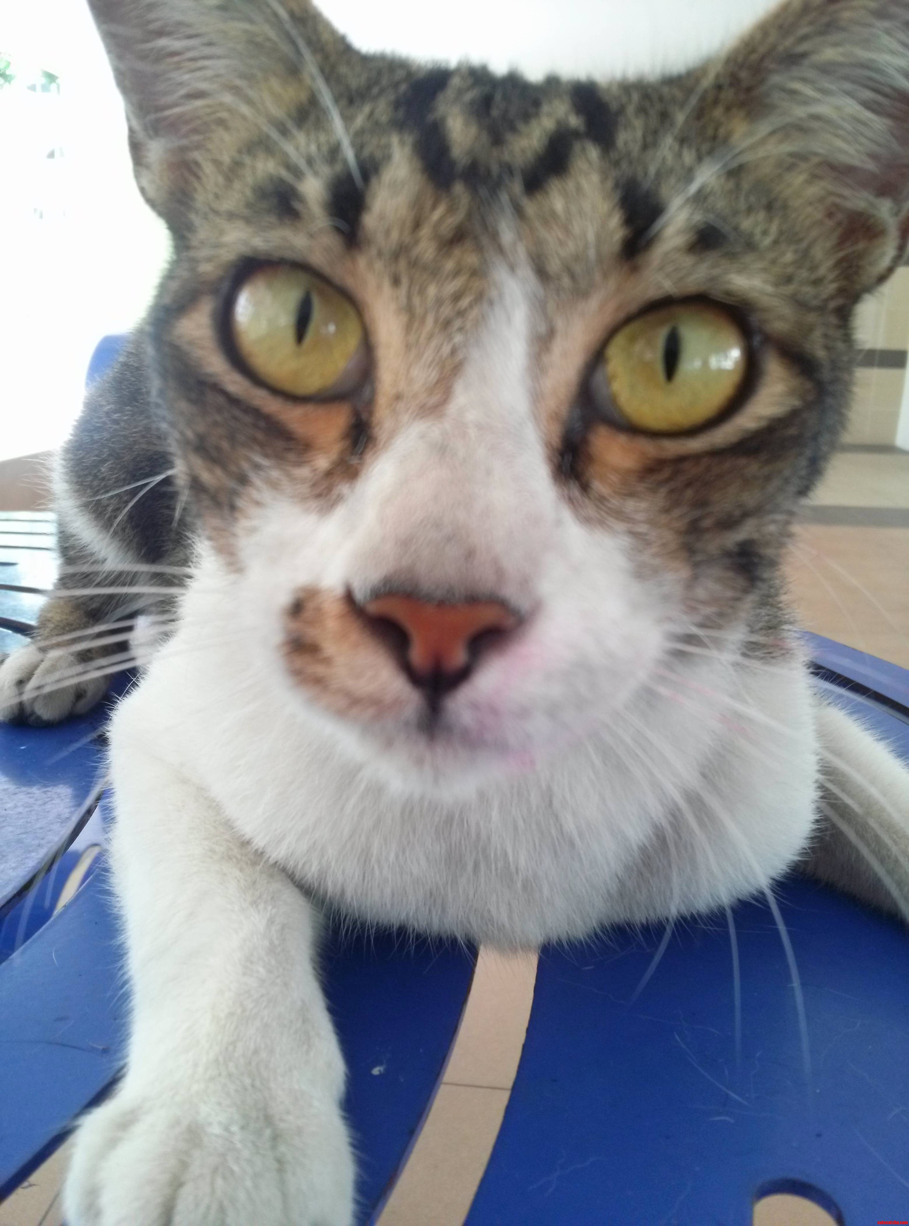 Meet Timothy. a Stray with Lipstick.