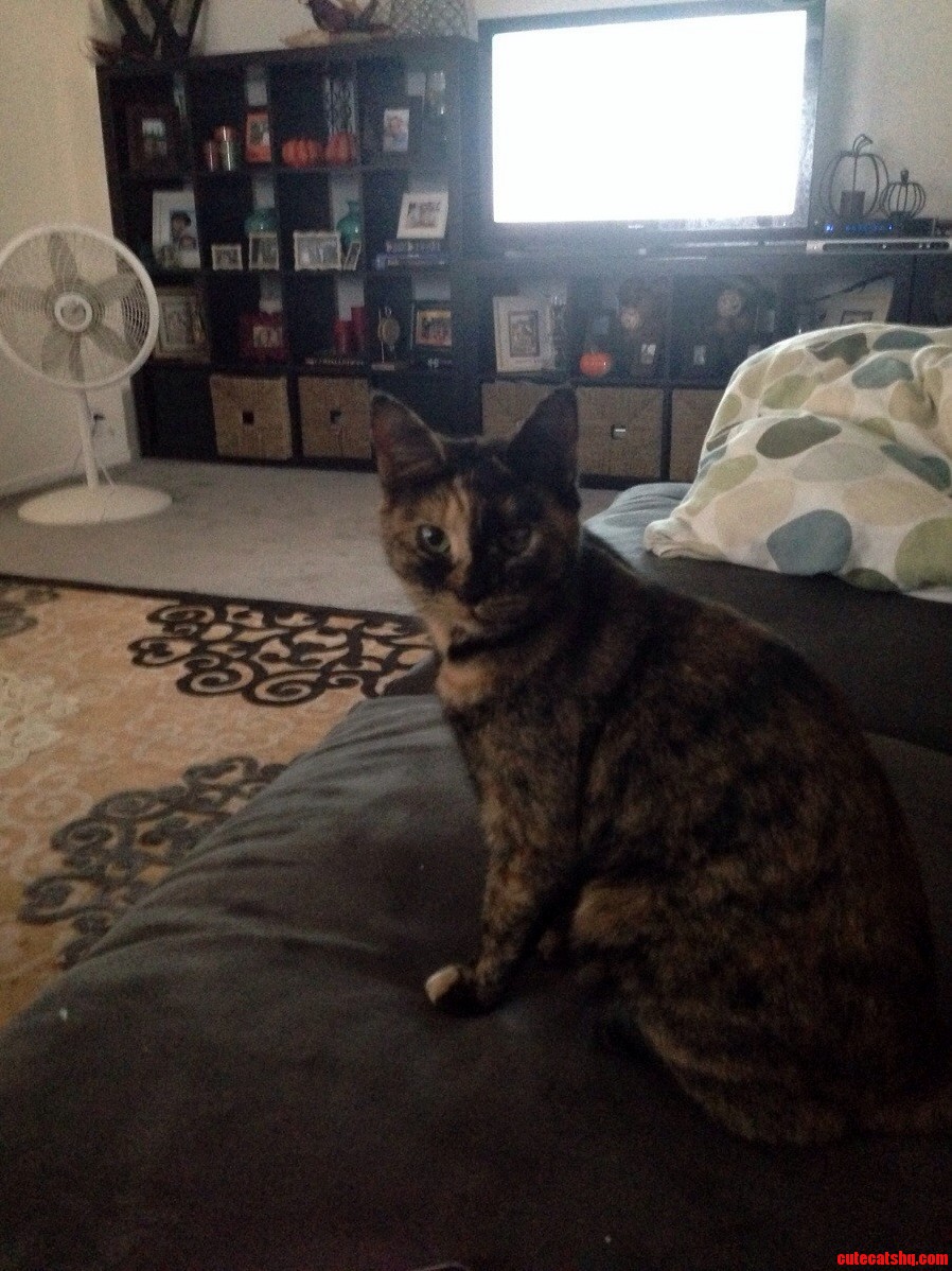 Meet Tola My Brothers Cat