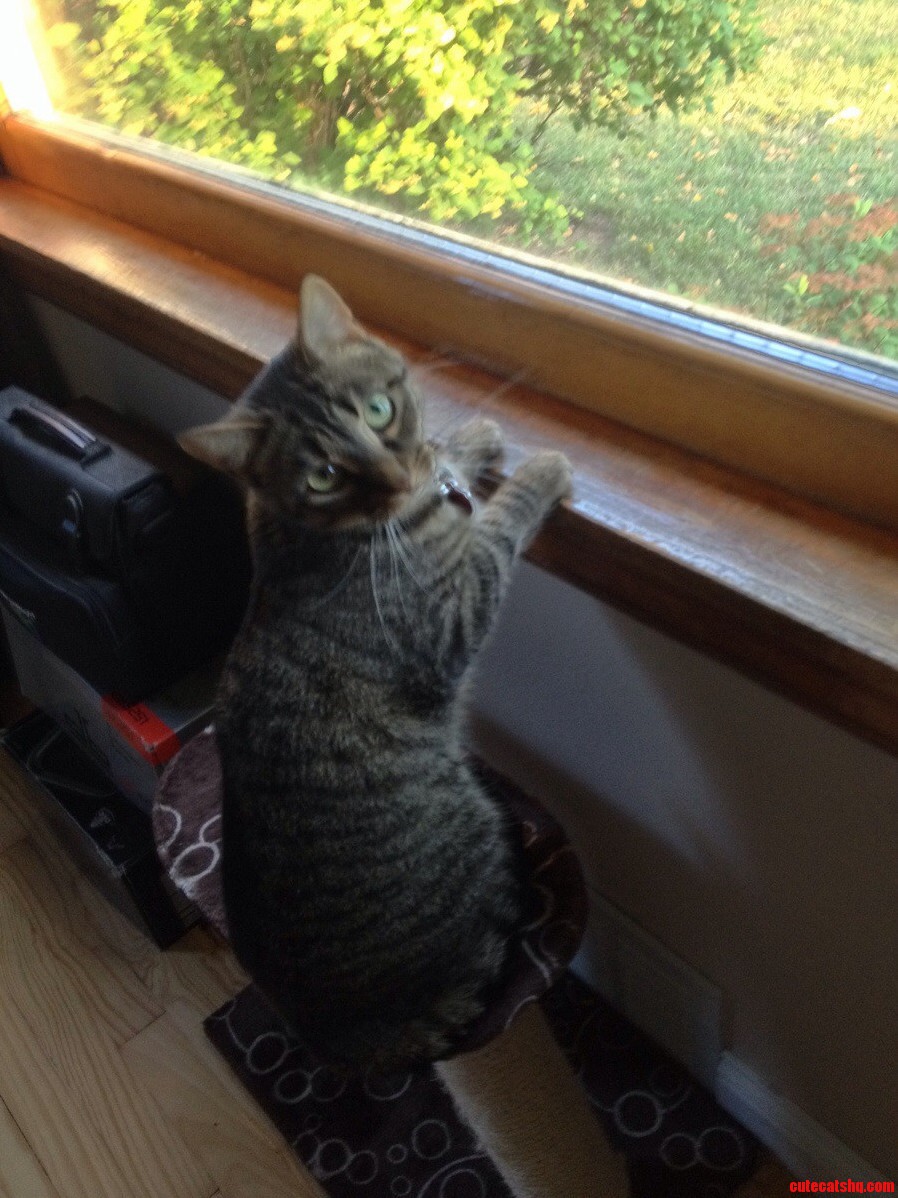 Meet Wumpet