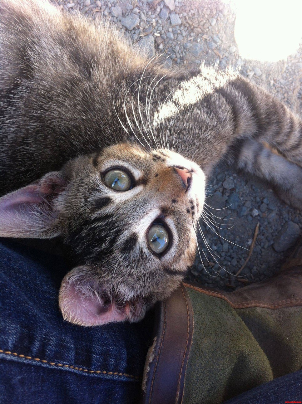 Meet My Cat Maxwell